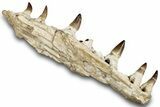 Mosasaur (Prognathodon) Jaw with Seven Teeth - Morocco #259677-3